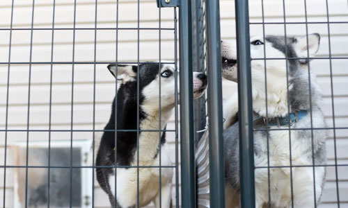 Det kan vaere smuglerhunder - Prisen for en billig valp